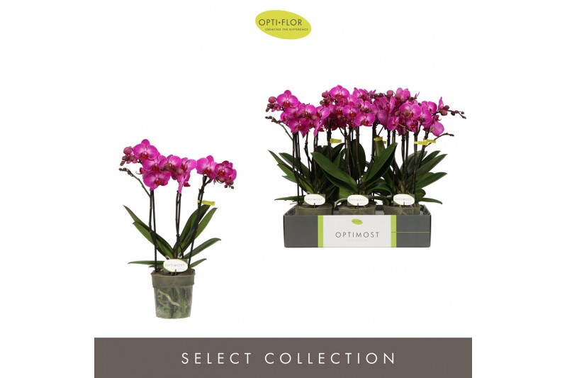 Phalaenopsis multiflora paars Optimost Roma 3 spike 35 bl. 3 tak/plnt  