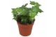 Hedera helix groen Hedera helix groen5.0 - 7.4  cm 7 pp 