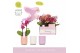 Phalaenopsis multiflora mix Aromio Mix 2 spike in Molise Mix Aquo10 bl 