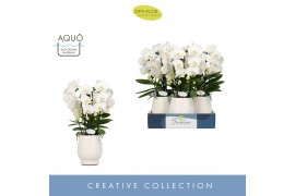 Phalaenopsis wit Fontano Bellagio 5 spike in Abruzzo White Aquo40 bl. 