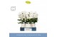 Phalaenopsis wit Fontano Bellagio 5 spike in Abruzzo White Aquo40 bl.  