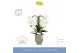Phalaenopsis wit Fontano Bellagio 3 spike in Emilia Green Aquo 25 bl.  