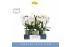 Phalaenopsis wit Fontano Bellagio 4 spike in Emilia Green Aquo 30 bl.  