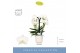 Phalaenopsis wit Fontano Bellagio 4 spike in Emilia White Aquo 30 bl.  