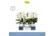 Phalaenopsis wit Fontano Bellagio 5 spike in Emilia white Aquo 40 bl.  