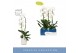 Phalaenopsis wit Fontano Wealth 1 spike in Molise White Aquo 9 bl. 1 t 