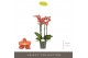 Phalaenopsis multiflora oranje Exclusivo Eos 4 spike 35 bl. 4 tak/plnt 