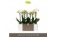 Phalaenopsis multiflora wit Optimost Helios 2 spike25 bl. 2 tak/plnt 5 
