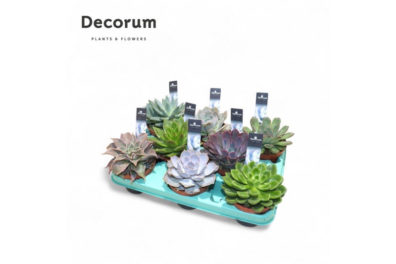 Echeveria mix Echeveria Mix (10spc.) (decorum)1 bl. 1 pp 