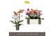 Phalaenopsis multiflora mix Exclusivo Mix 4 spike35 bl. 4 tak/plnt 500 