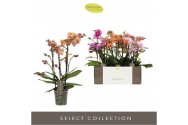 Phalaenopsis multiflora mix Exclusivo Mix 4 spike35 bl. 4 tak/plnt 500