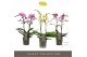Phalaenopsis multiflora mix Exclusivo Mix 4 spike35 bl. 4 tak/plnt 500 