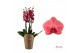 Phalaenopsis asian coral Duetto Asian Coral - 5 tak 50 bl. 5 tak/plnt 