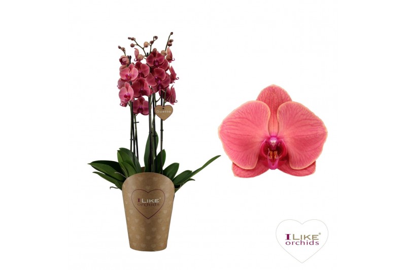 Phalaenopsis asian coral Duetto Asian Coral - 5 tak 50 bl. 5 tak/plnt 