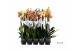 Phalaenopsis geel Phalaenopsis geel/oranje - 3 tak 70cm 20 bl. 3 tak/p 