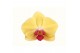 Phalaenopsis goldion Phalaenopsis Goldion - 2 tak 60cm 14 bl. 2 tak/pl 