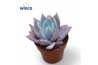 Echeveria mexican giant Echeveria Mexican Giant1 pp zonder bloem bl.