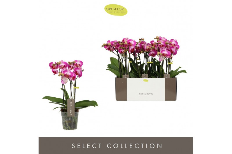 Phalaenopsis multiflora roze Exclusivo Bing 3 spike25 bl. 3 tak/plnt 5 