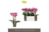 Phalaenopsis multiflora roze Exclusivo Bing 3 spike25 bl. 3 tak/plnt 5