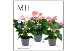 Anthurium andr. mix Mimesis Anthurium KARMA Summer mix - 12 cm5 bl. 2 