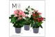 Anthurium andr. mix Mimesis Anthurium KARMA Grandiflora mix6 bl. 2 pp 
