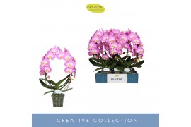 Phalaenopsis roze Mirror Miracle Kiara 2 spike15 bl. 2 tak/plnt