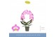 Phalaenopsis roze Mirror Miracle Kiara 2 spike15 bl. 2 tak/plnt 