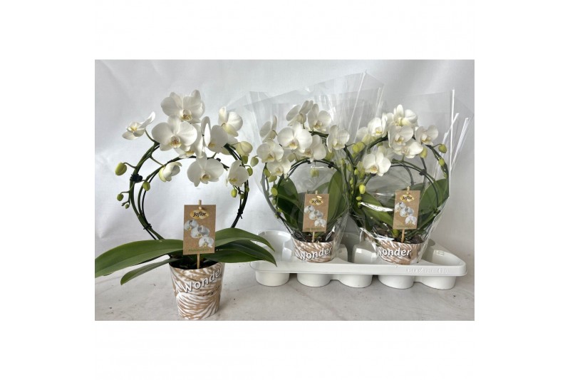 Phalaenopsis Dubbele boog 3 tak22 bl. 3 tak/plnt 