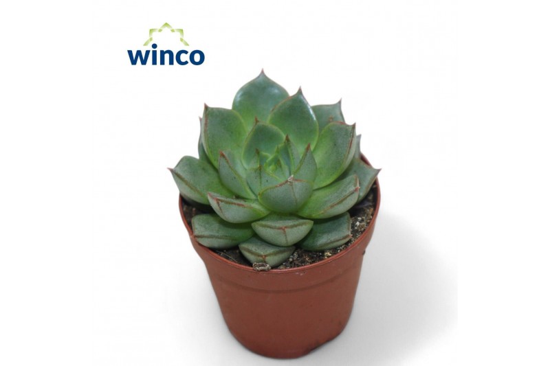 Echeveria Echeveria Fabiola1 bl. 