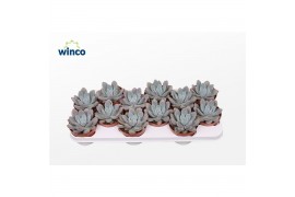 Echeveria Graptoveria Opalinaoverig pp overige bl.