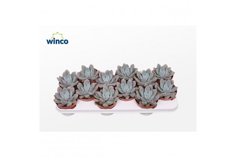 Echeveria Graptoveria Opalinaoverig pp overige bl. 