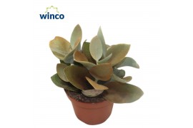 Kalanchoe orygalis Kalanchoe Orgyalisoverig pp