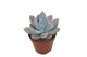 Echeveria Graptoveria Opalinaoverig pp overige bl. 
