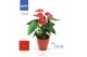 Anthurium andr. karma red Mimesis Anthurium KARMA Red - Carolina Red5  