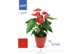 Anthurium andr. karma red Mimesis Anthurium KARMA Red - Carolina Red5 