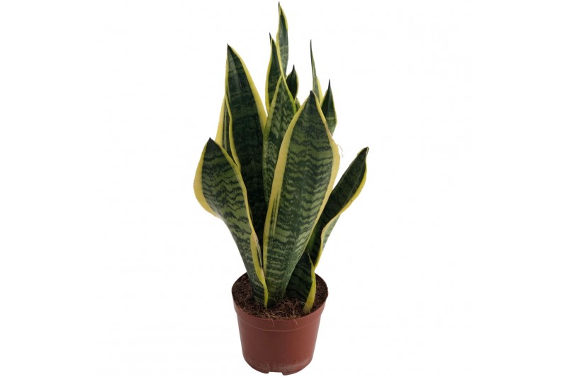 Sansevieria trifasciata futura superba Sansevieria Superba 3pp 