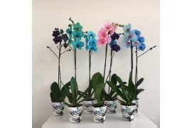 Phalaenopsis wonder mix Magic / Wonder Mix 1 takbl.  tak/plnt