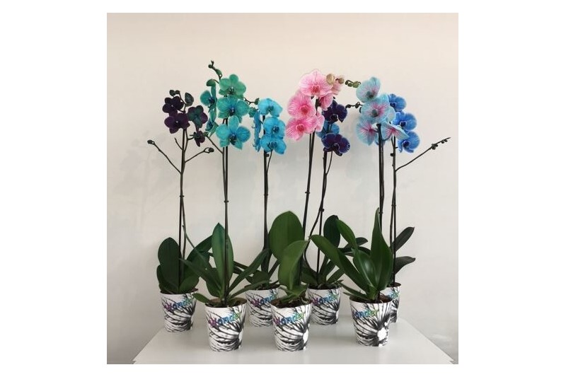 Phalaenopsis wonder mix Magic / Wonder Mix 1 takbl.  tak/plnt 