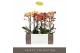 Phalaenopsis multiflora oranje Exclusivo Gold Mix 2 spikebl.  tak/plnt 
