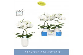 Phalaenopsis anthura madrid Balletto Wing 2 spike in Molise White Aquo