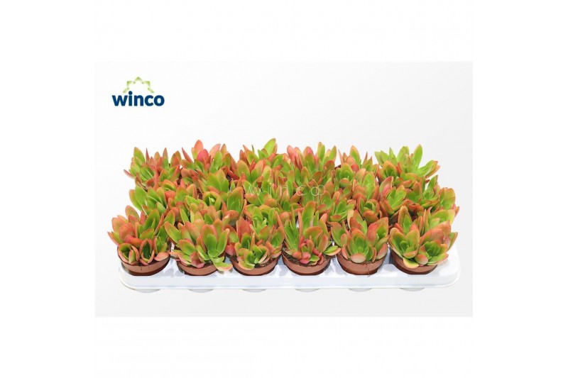 Crassula Crassula Capitella Campfire 