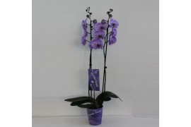 Phalaenopsis Wonder Purple 2 tak18 bl. 2 tak/plnt