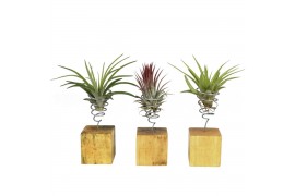 Tillandsia arrangement tillandsia houtblok small1 pp