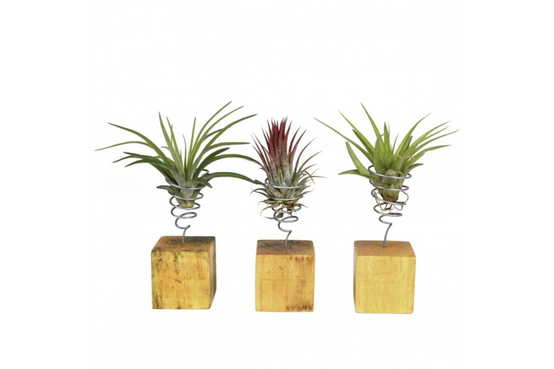 Tillandsia arrangement tillandsia houtblok small1 pp 