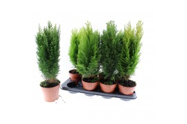 Coniferen mix conifeer gemengd3 mix