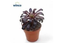 Aeonium Aeonium Schwartzkopf