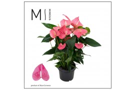 Anthurium andr. maine Mimesis Anthurium KARMA Maine - 21 cm7 bl. 2 pp