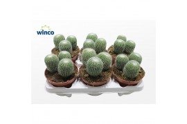 Parodia leninghausii Notocactus Leninghausi Inermis (group)