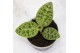 Macodes petola Mimesis Jewel Orchid KARMA Macodes Emerald - 7cm2 pp 