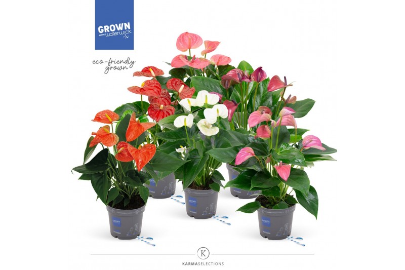 Anthurium andr. mix Mimesis Anthurium KARMA Allstar mix - 12 cm5 bl. 2 